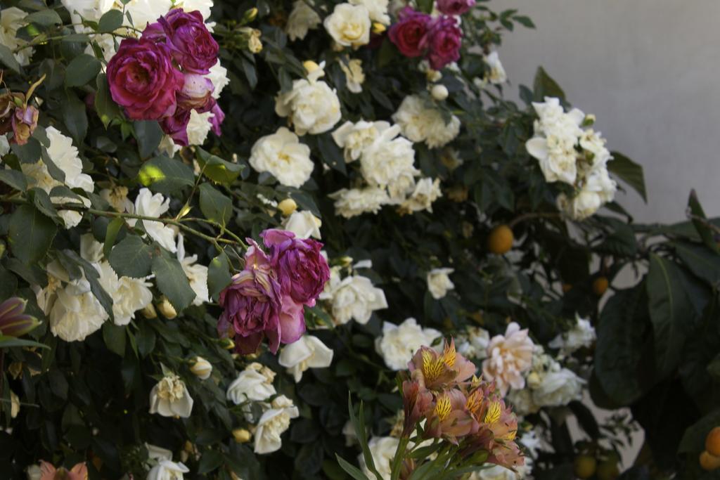 Bed and Breakfast Il Vecchioliveto Di Ornella Marrùbiu Zewnętrze zdjęcie
