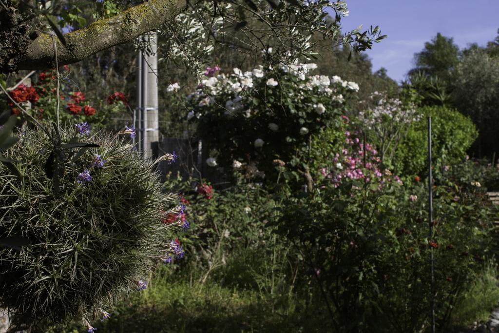 Bed and Breakfast Il Vecchioliveto Di Ornella Marrùbiu Zewnętrze zdjęcie